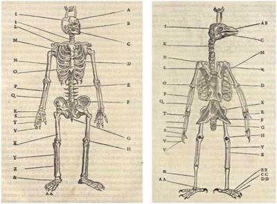 The origin of the phrase comparative psychology: an historical overview